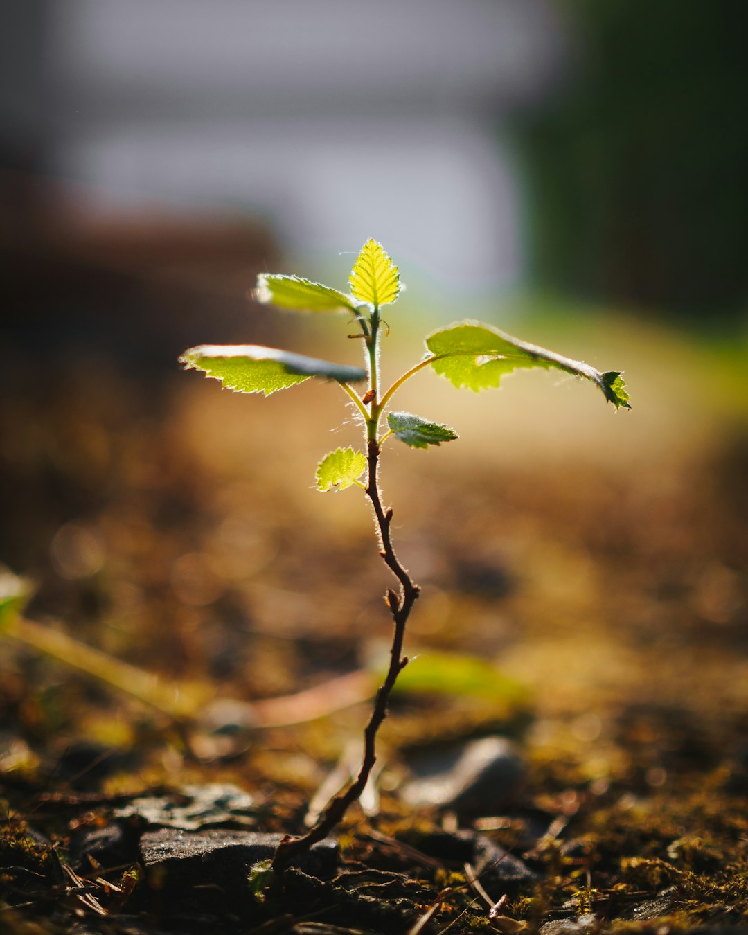 selective focus photo green-leafed plant