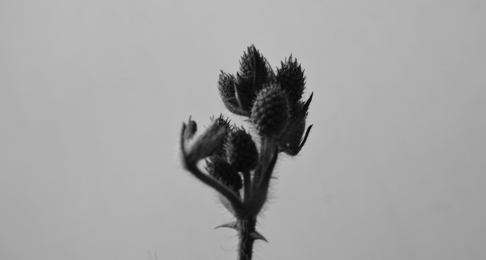 grayscale photo of cluster flower