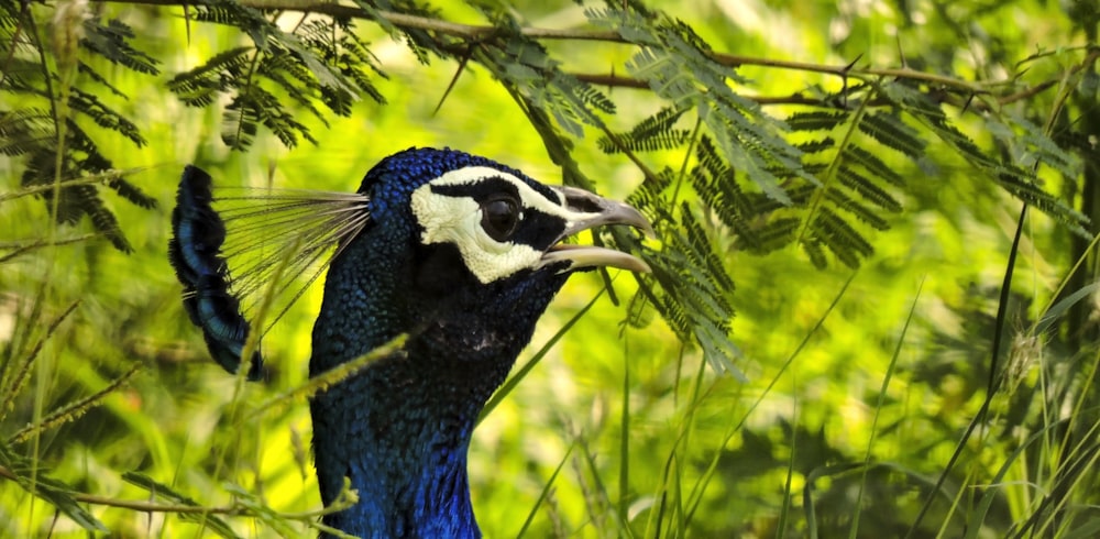 Männlicher Pfau umgeben von grünen Büschen