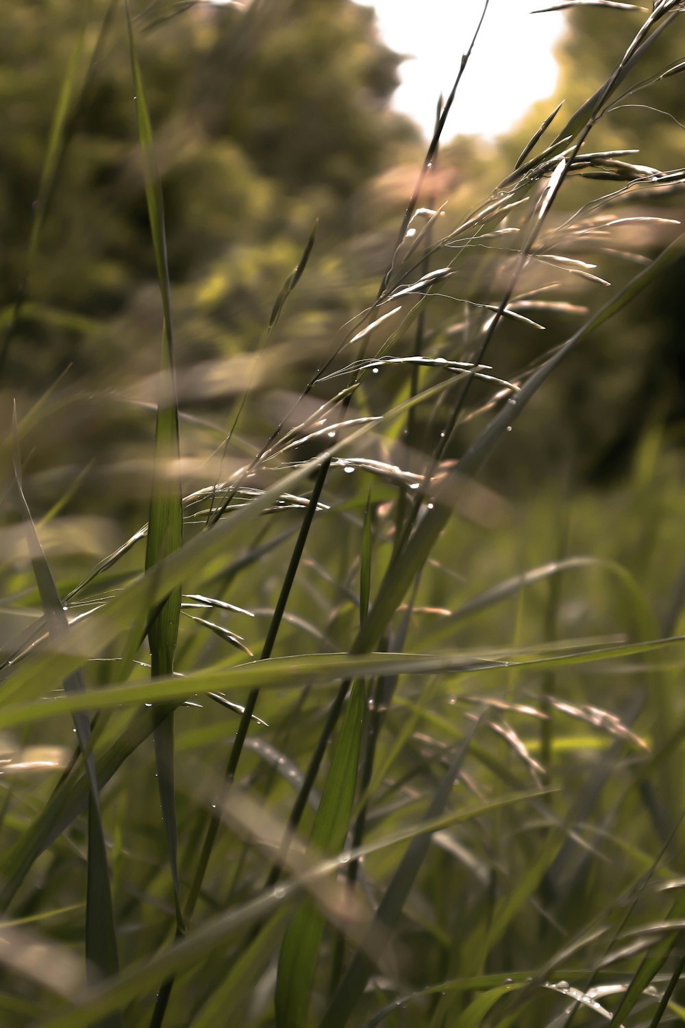 closeup photography of green-leafed grass