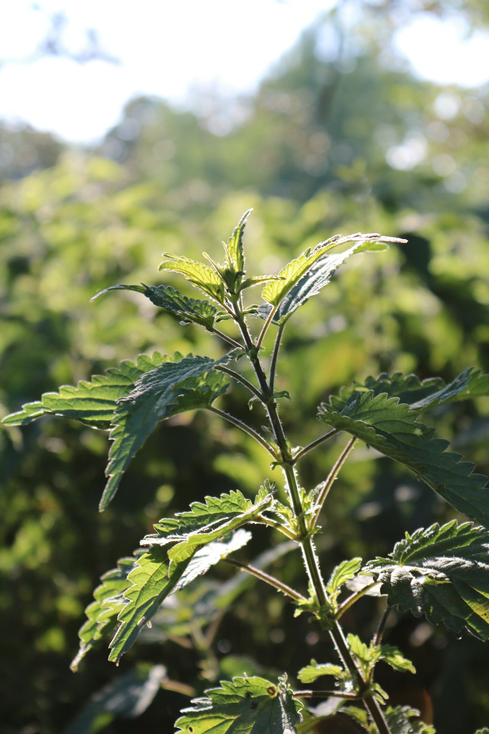 green-leafed plant