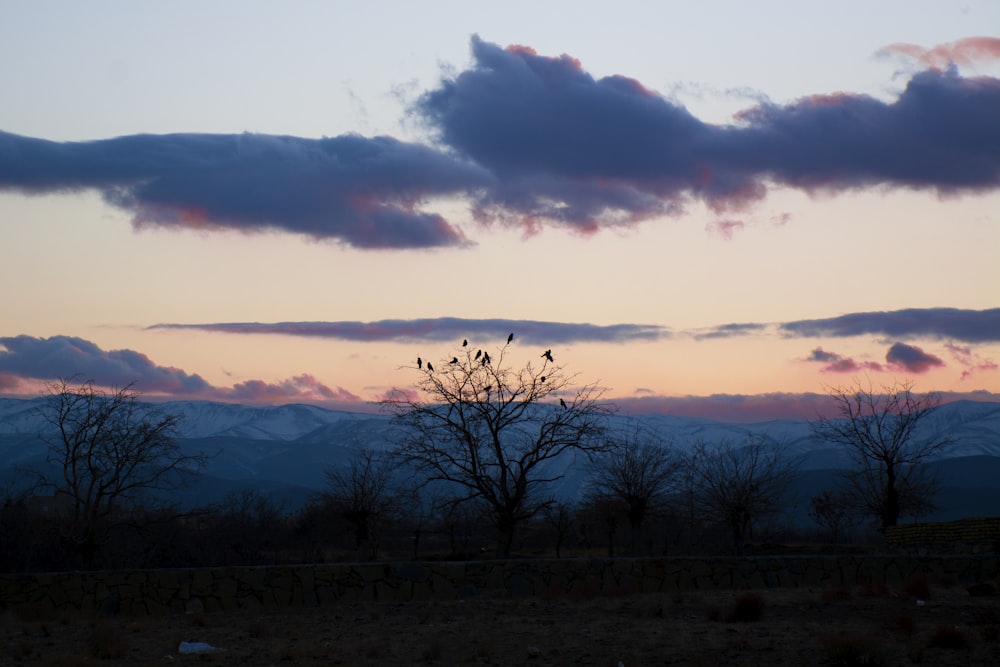 silhouette of trees during sunrise