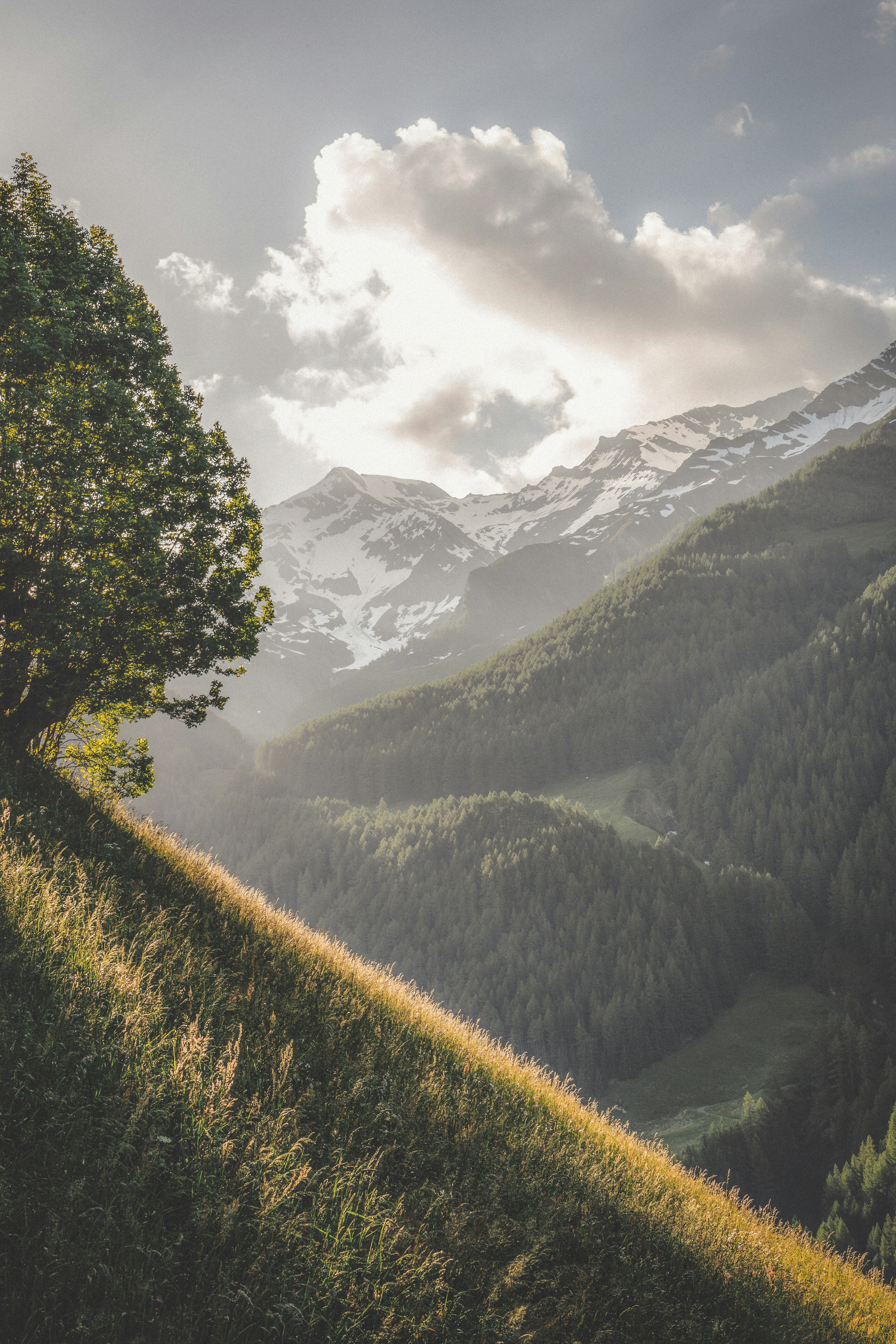 green leafed tree in high-angle photo