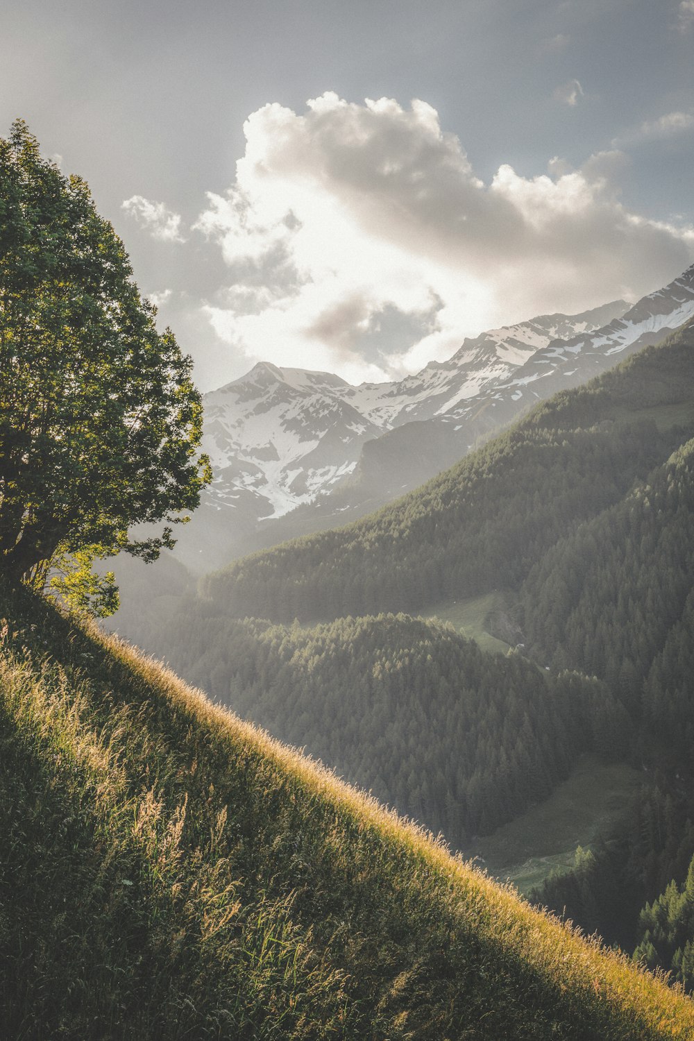 green leafed tree in high-angle photo