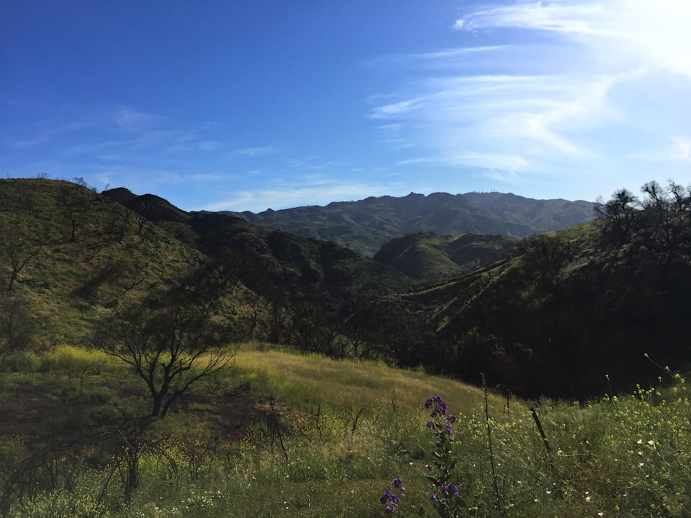 green grass hills under clear blue sky