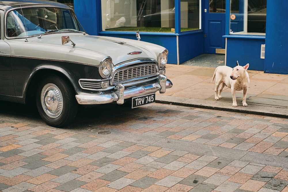 dog standing near car