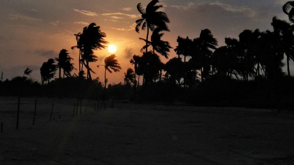coconut tree photography