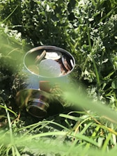 A metallic, reflective bowl is partially buried in a patch of dense green grass. Inside the bowl, there are various coins, including silver and bronze-colored ones, creating a shiny contrast against the natural setting.