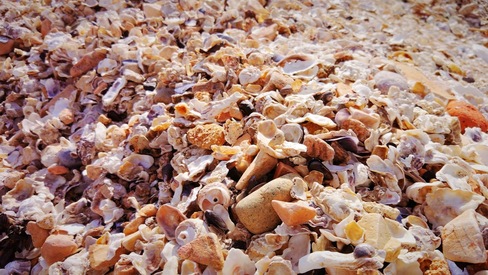 a close up of a pile of shells