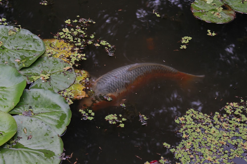 grey and orange koi fish in pond