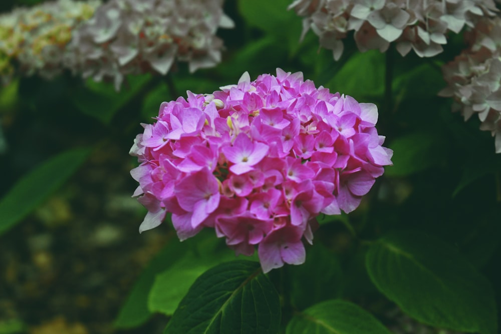 blooming pink hydrangea flowers