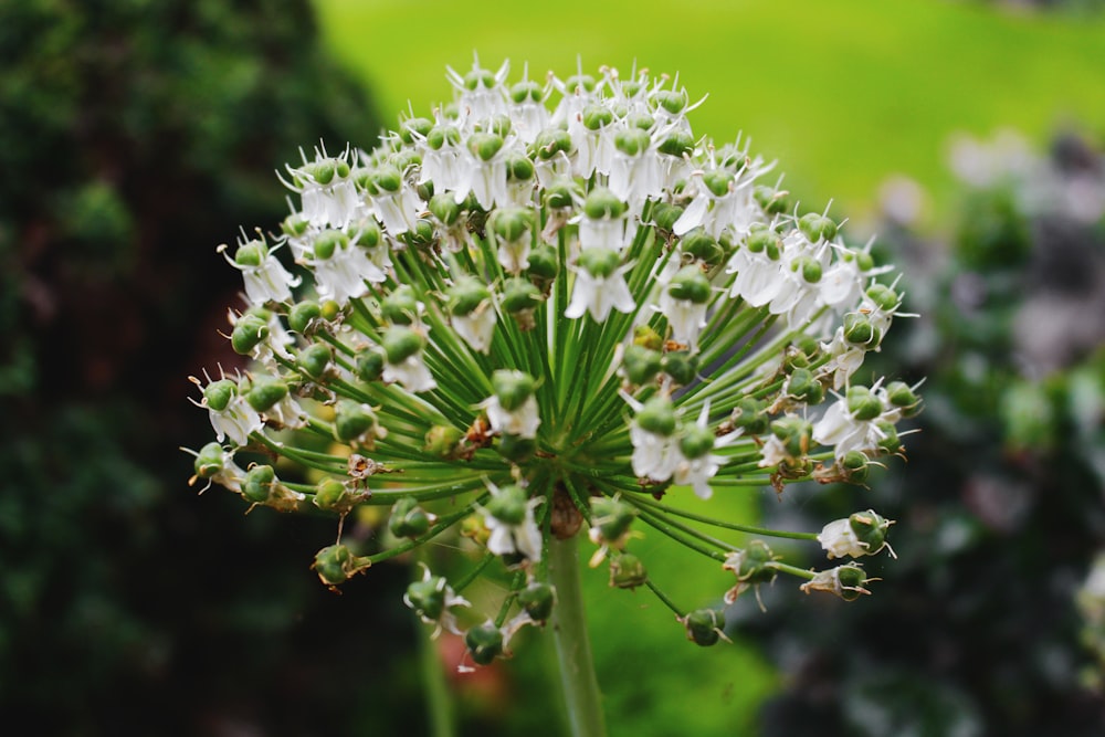 white cluster flowers