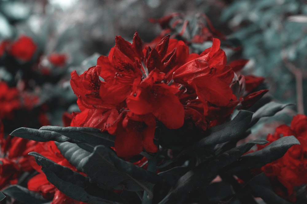 red-petaled flowers