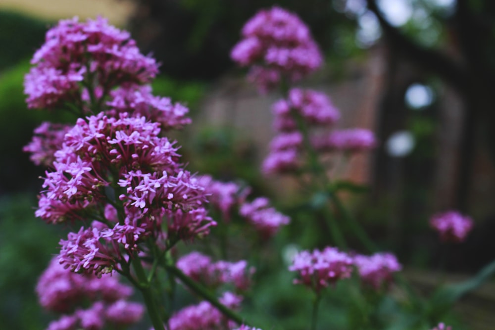 pink flowers blooming at the garden