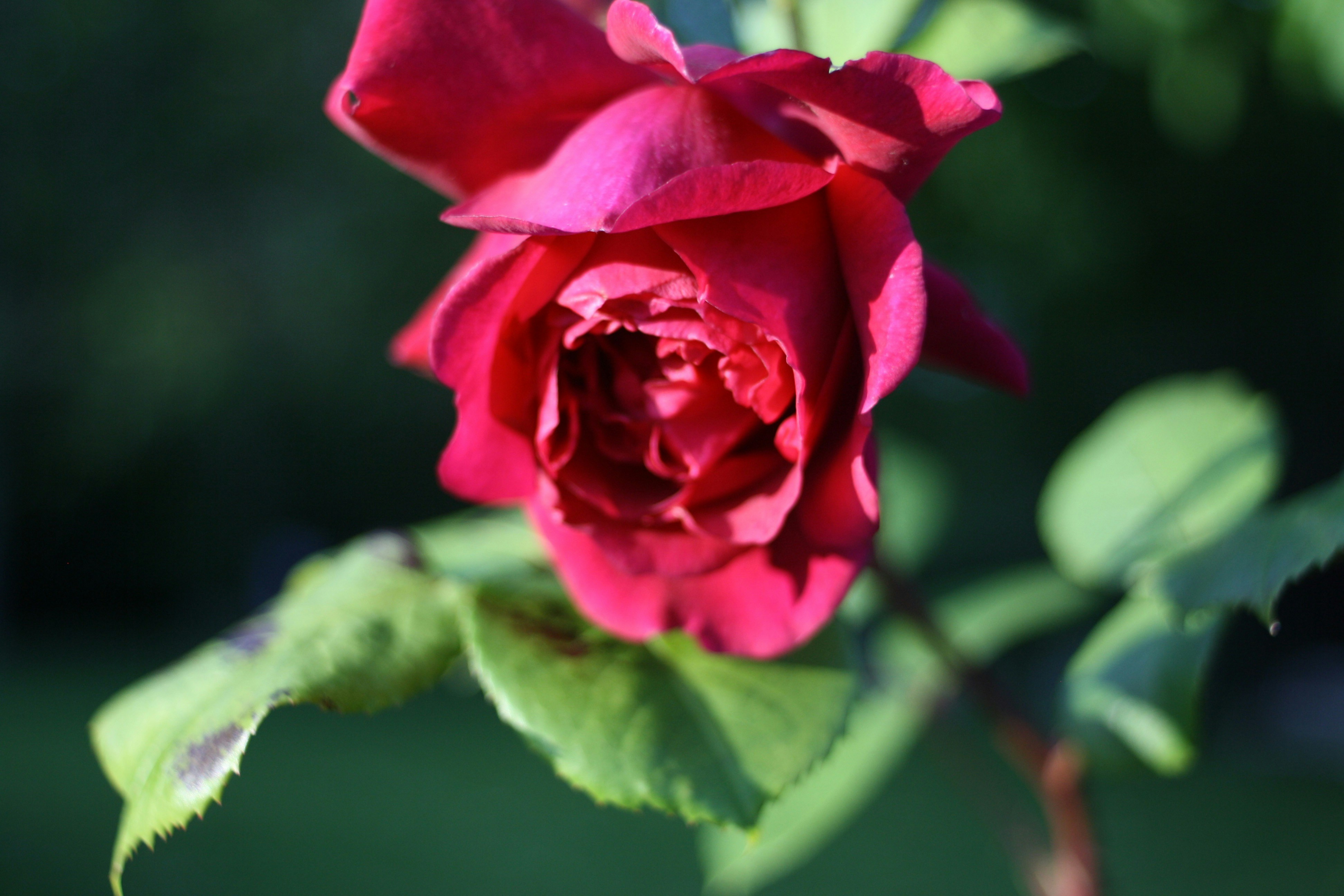 red rose flower bloom