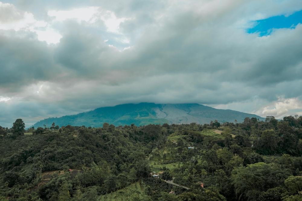 montanha com árvores altas sob céu nublado branco