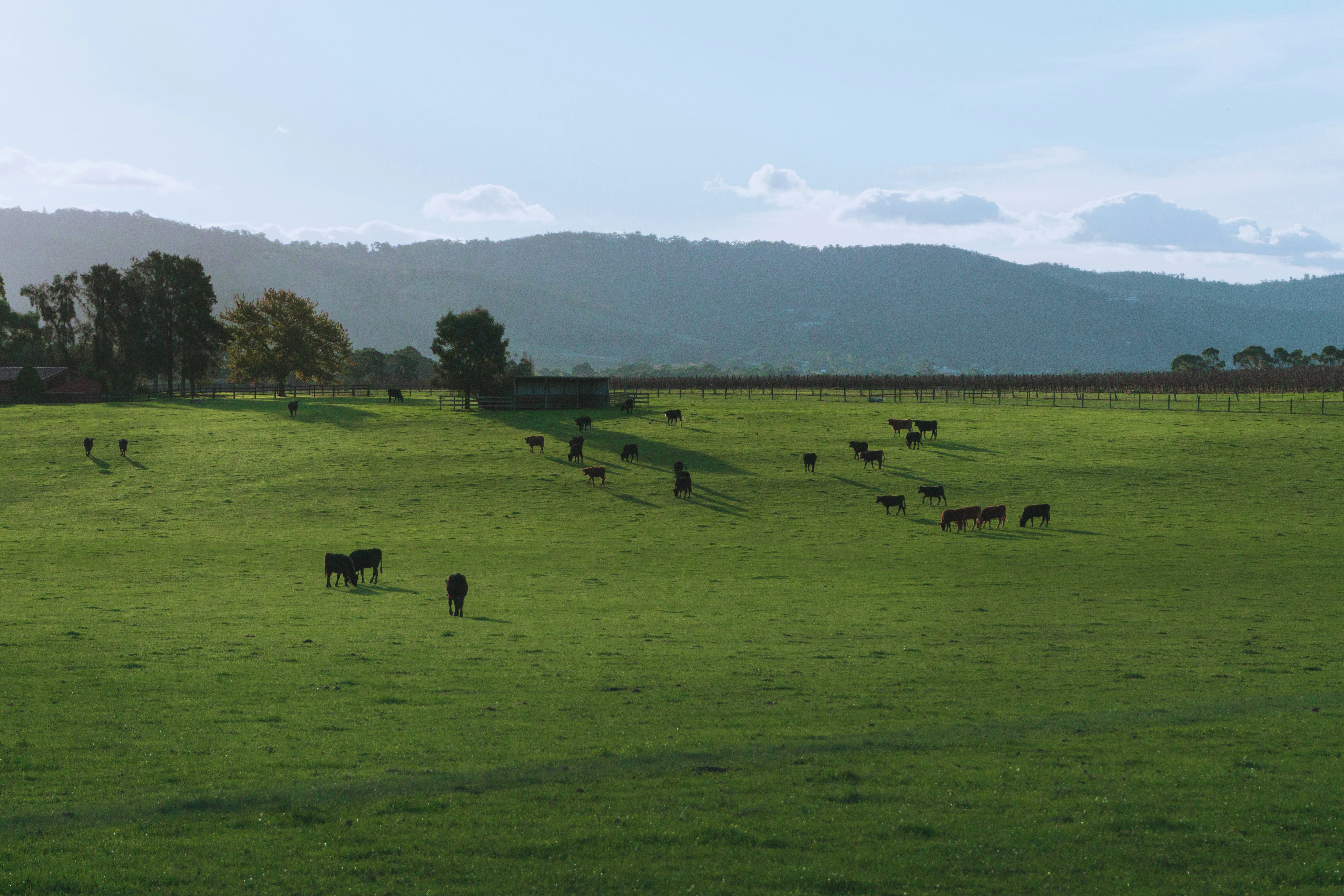 group of animals on grass field during day