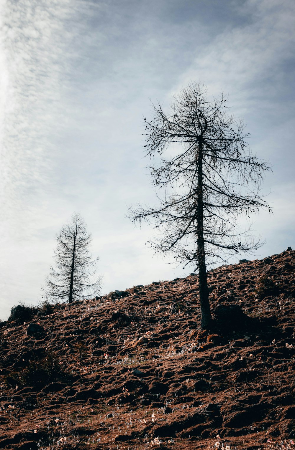 bare trees on field