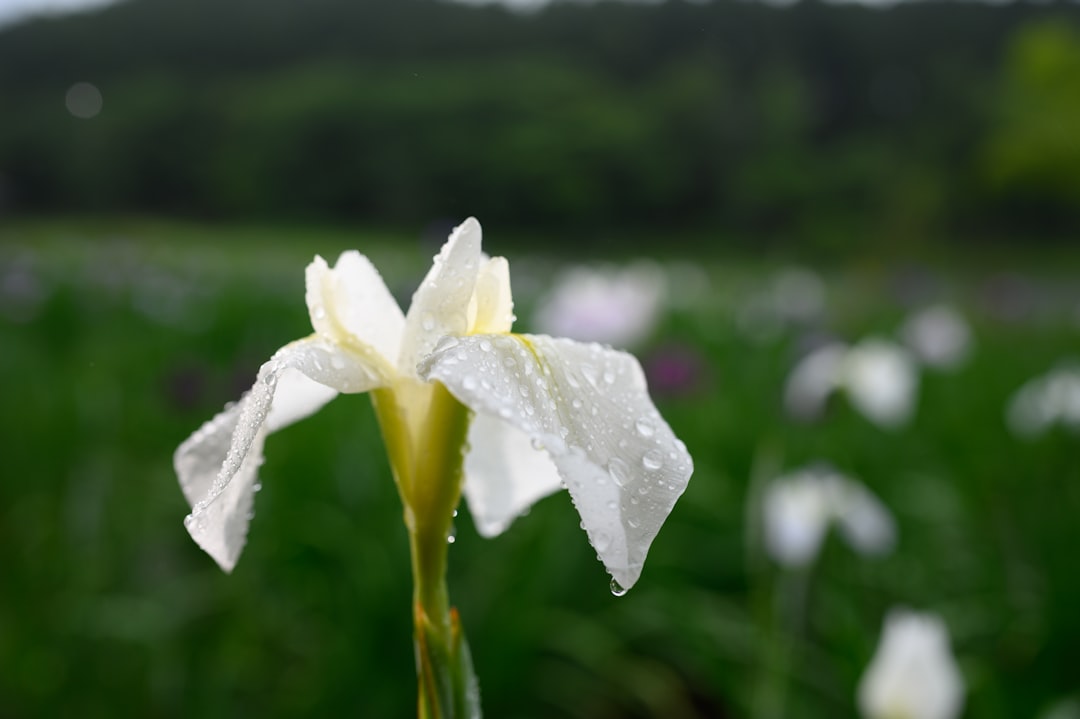 white-petaled flower