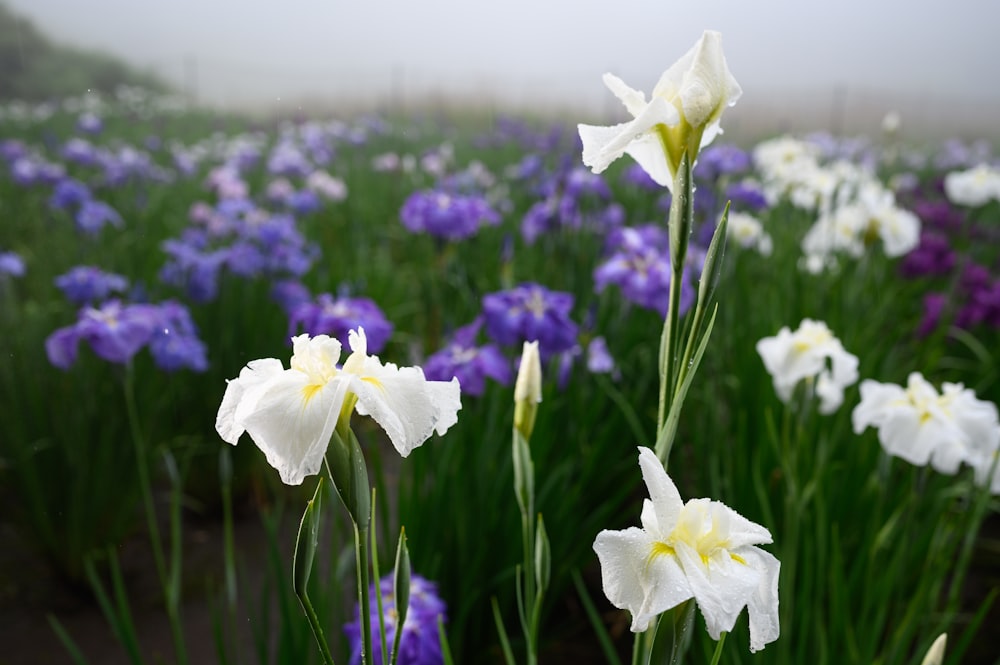 white and purple flowers blooming in the field under grey foggy sky