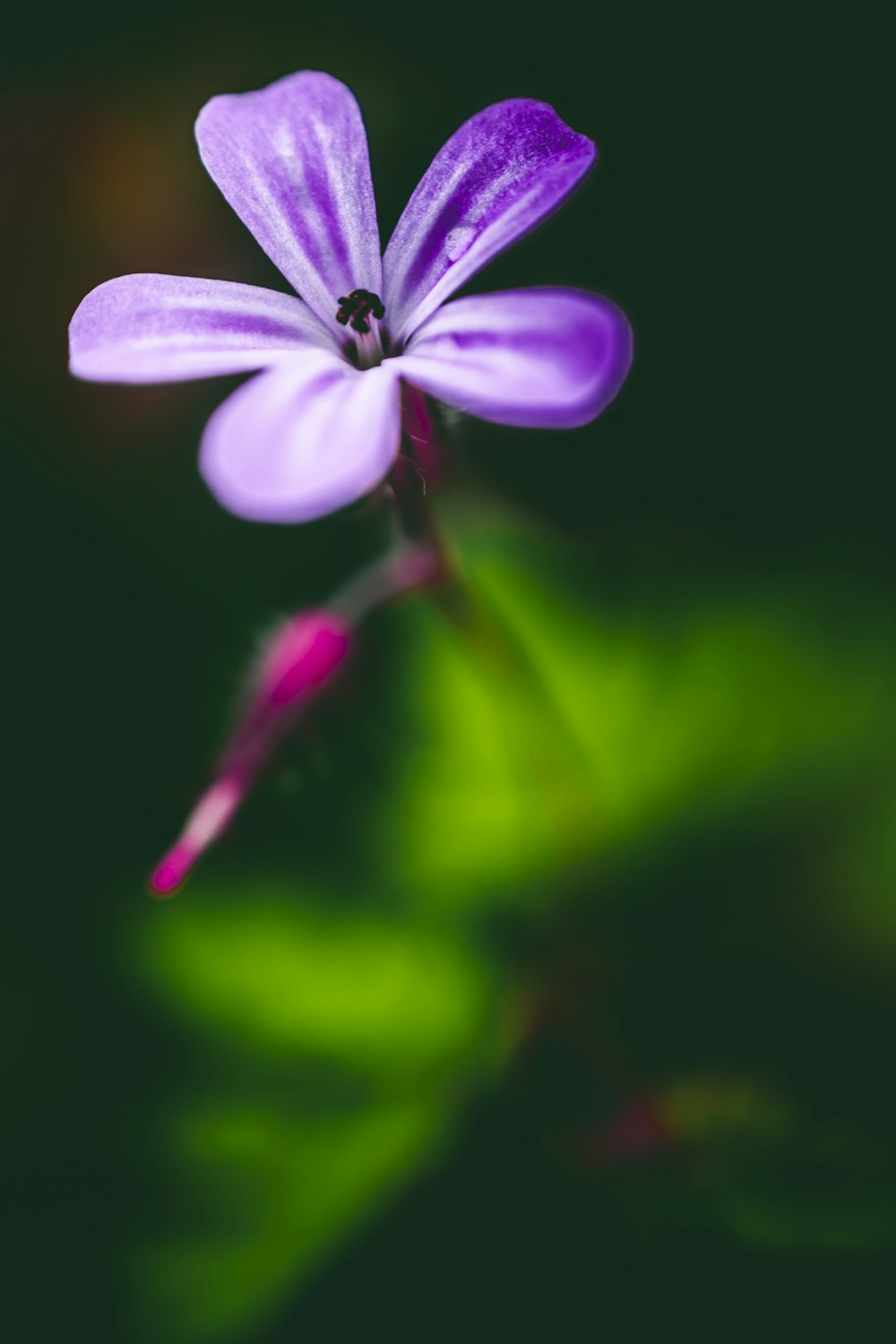 紫色の花びらの花