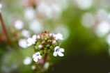 pink and white petaled flowers