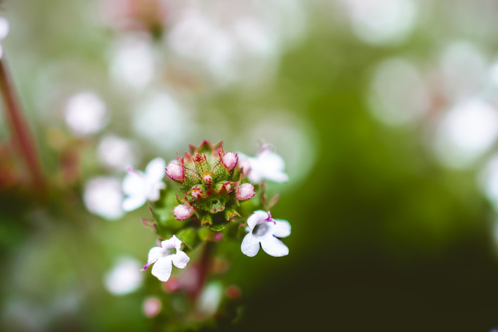 pink and white petaled flowers