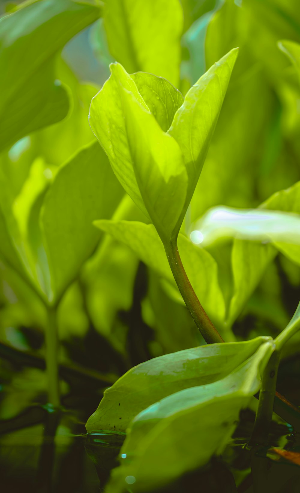 green leaves