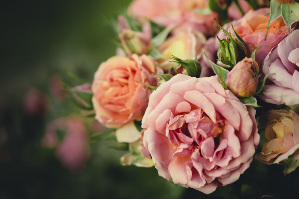 closeup photography of rose bouquet