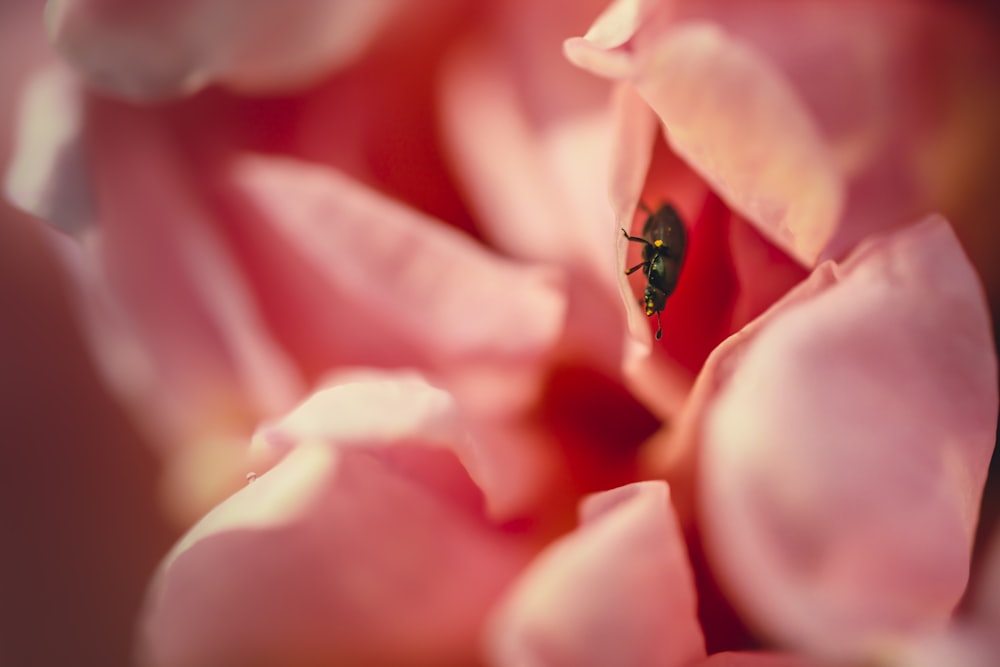black bug perched on pink flower