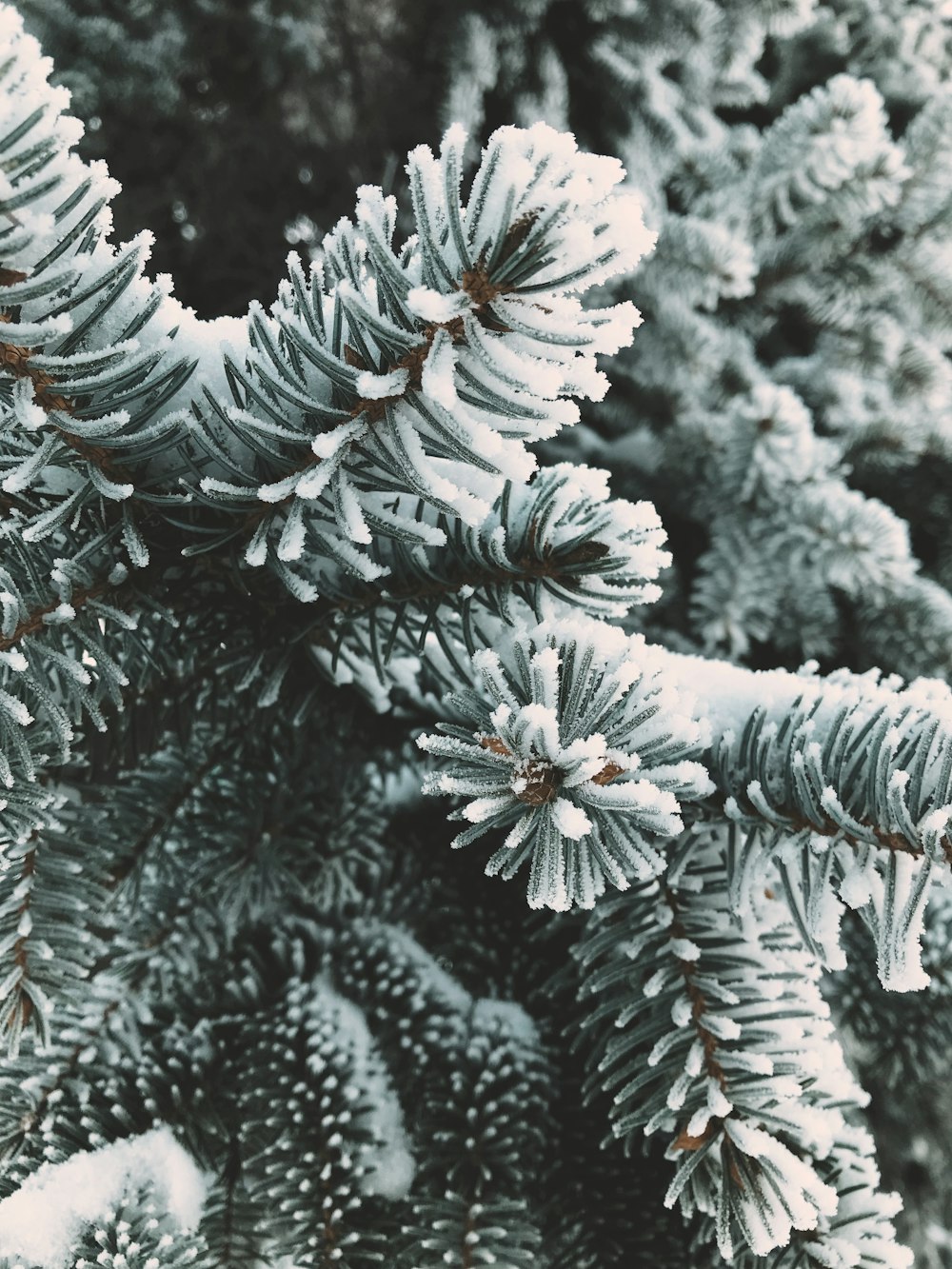 snow covered pine boughs