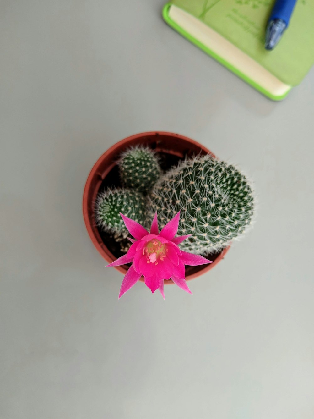 green cactus plant with pink flower on brown pot