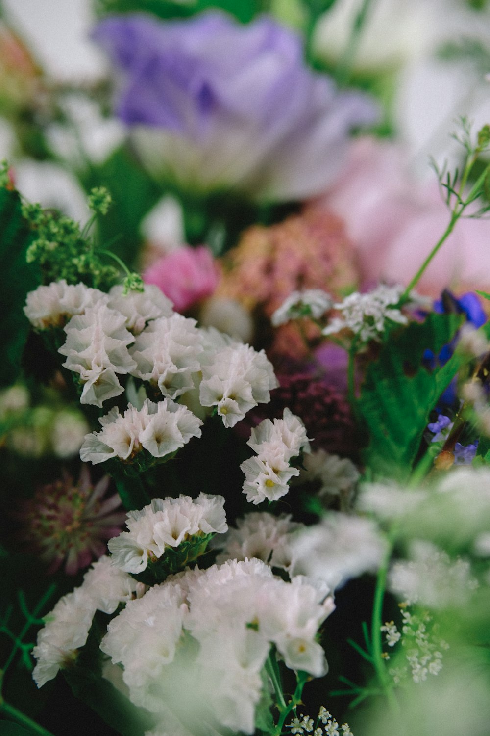 blooming white cluster flowers