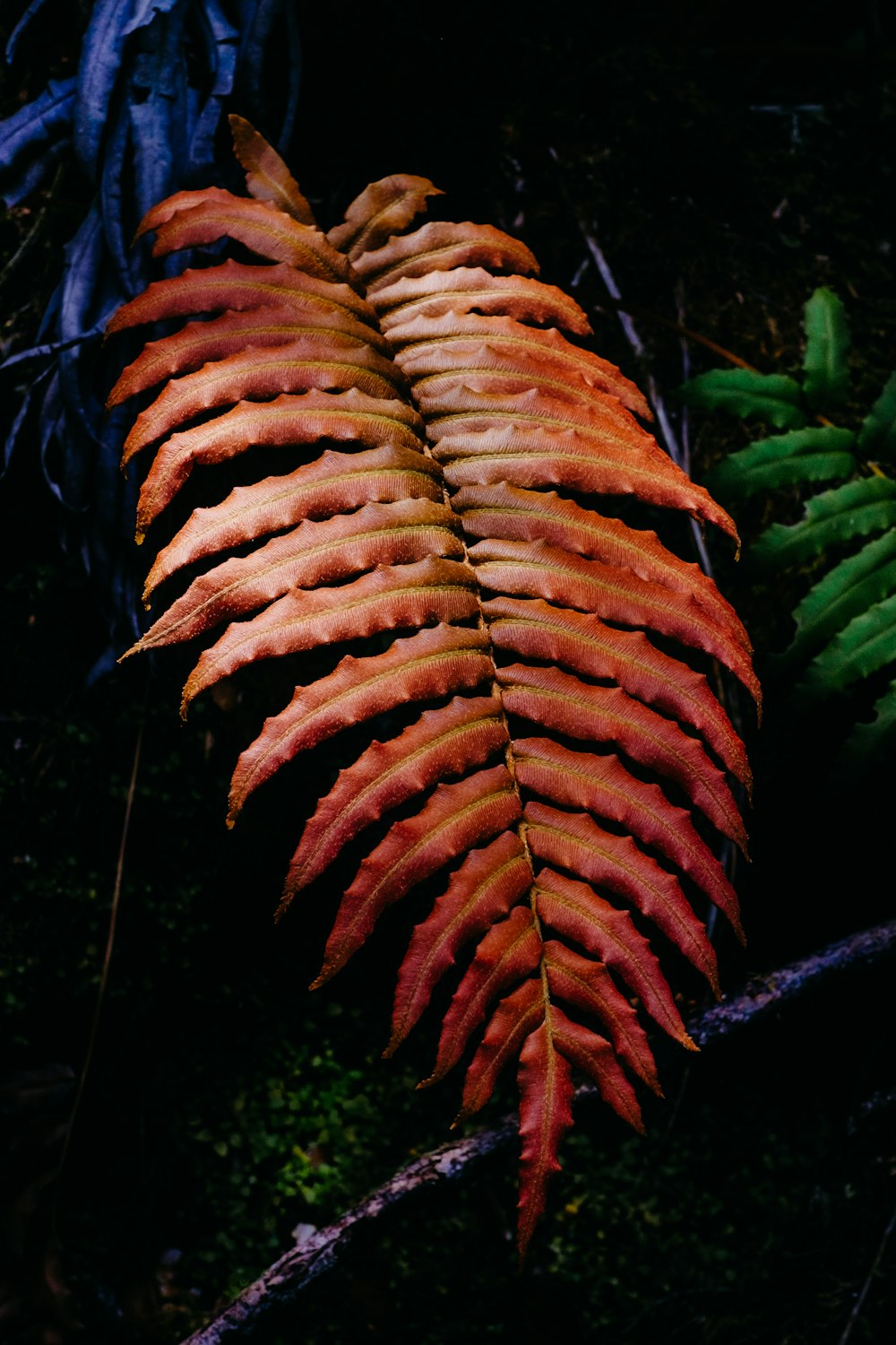 red fern plant