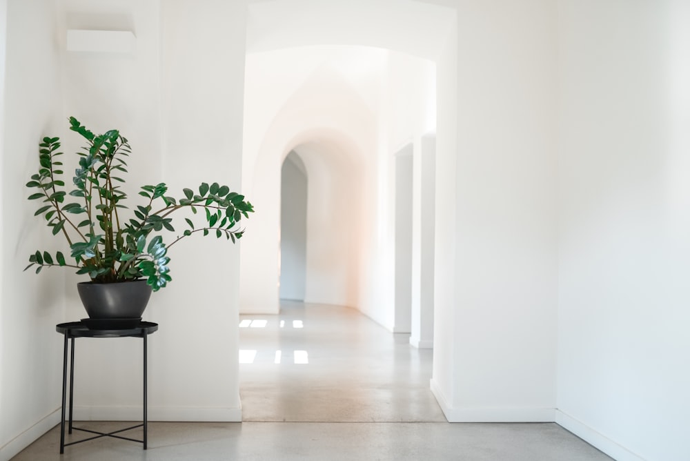 green plant in gray vase on corner