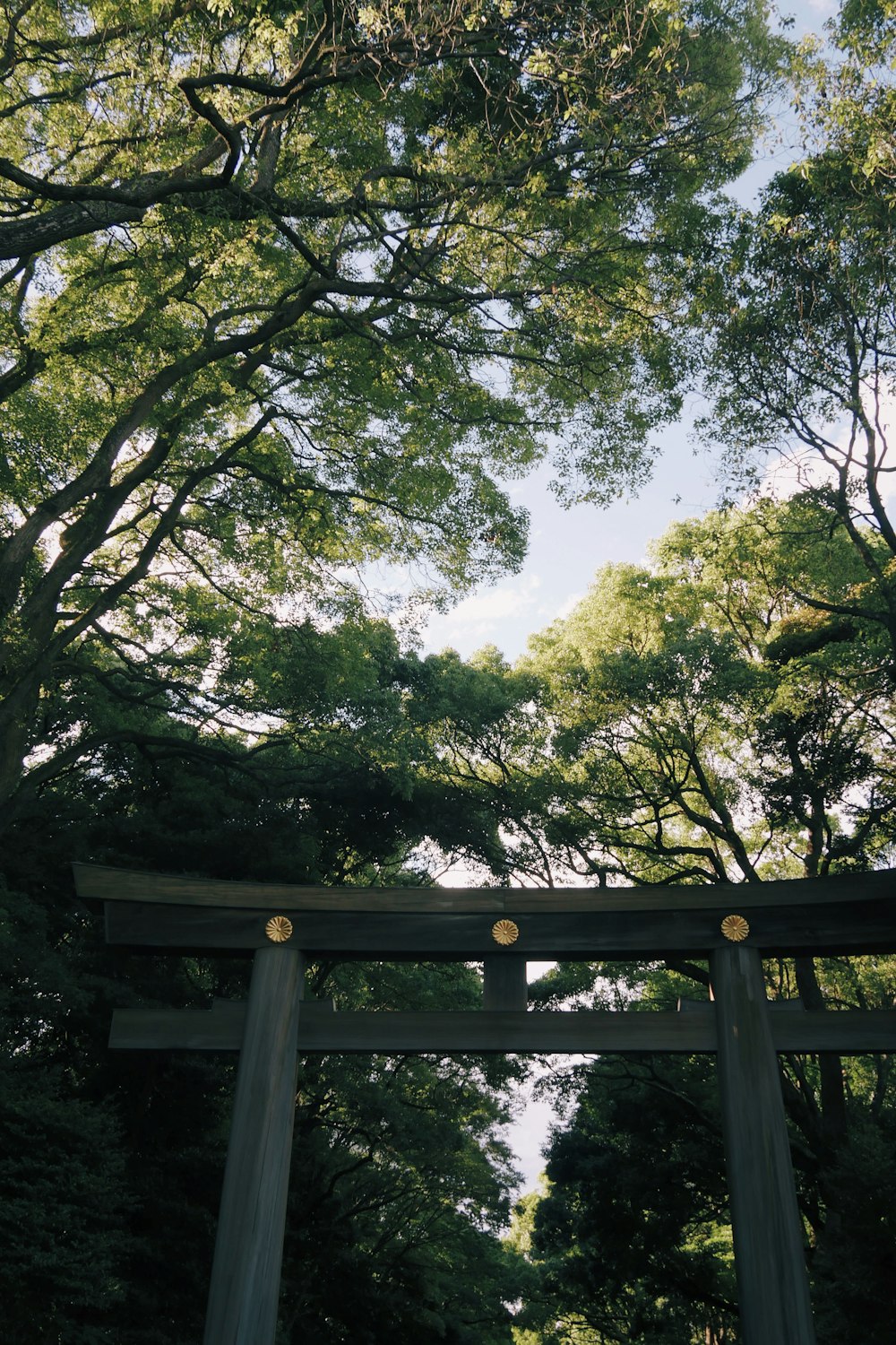 grey wooden gate in forest