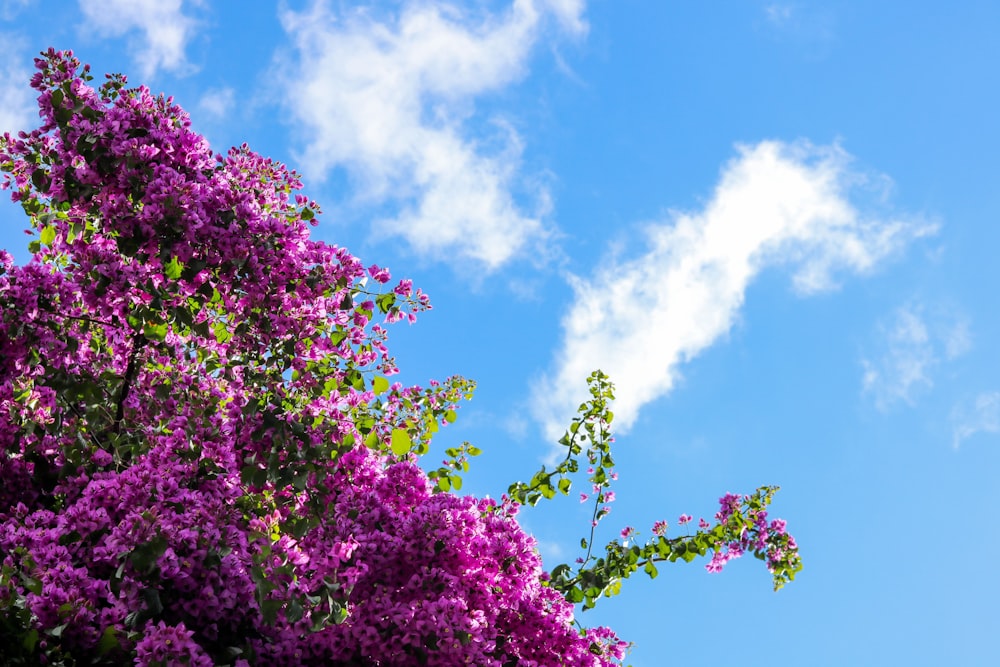 pink-petaled flower tree during day