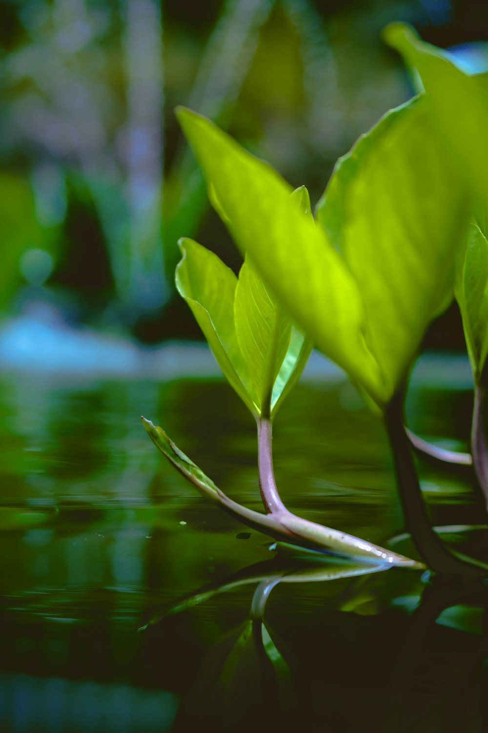 selective focus photo of green-leafed plant