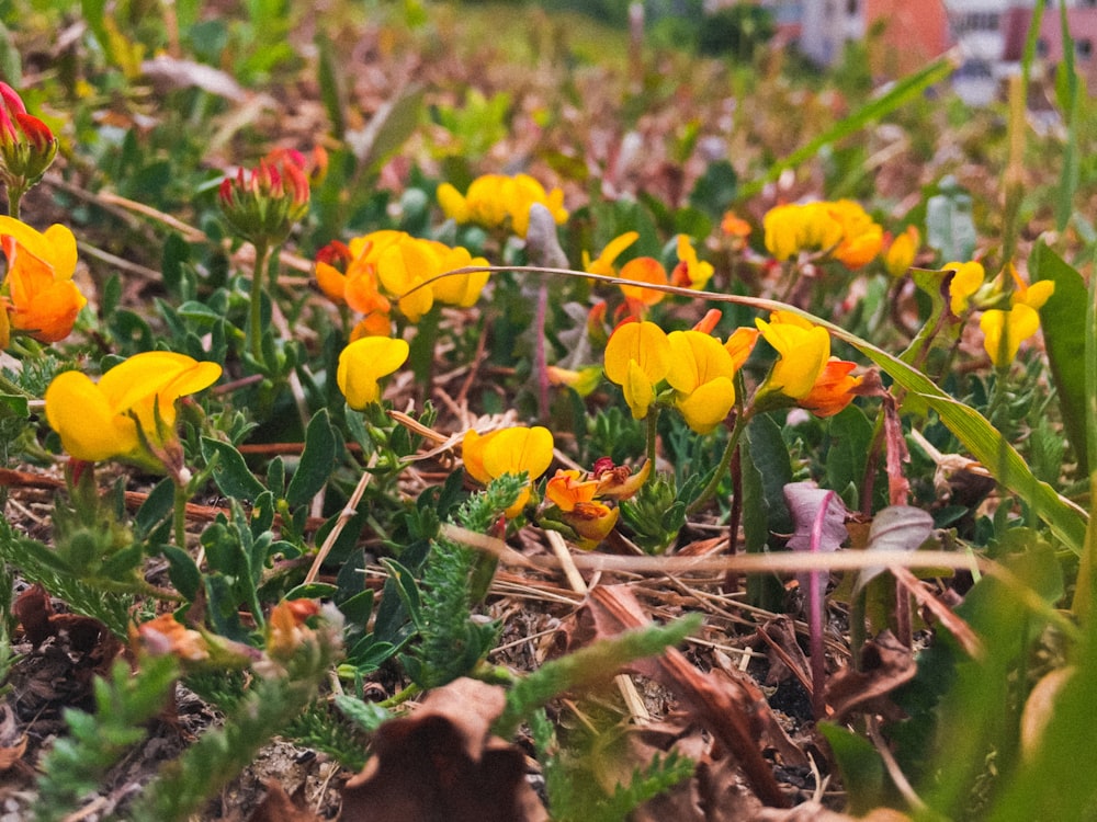 yellow-petaled flower