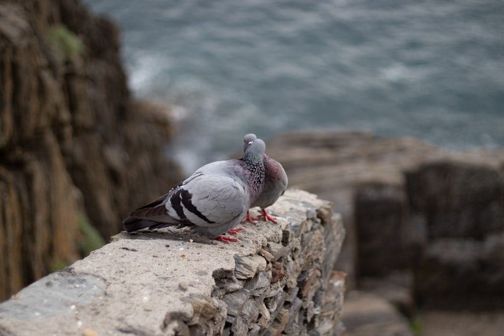 gray pigeons