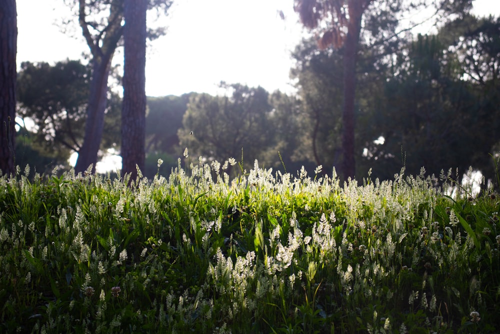 white petaled flower field during daytime