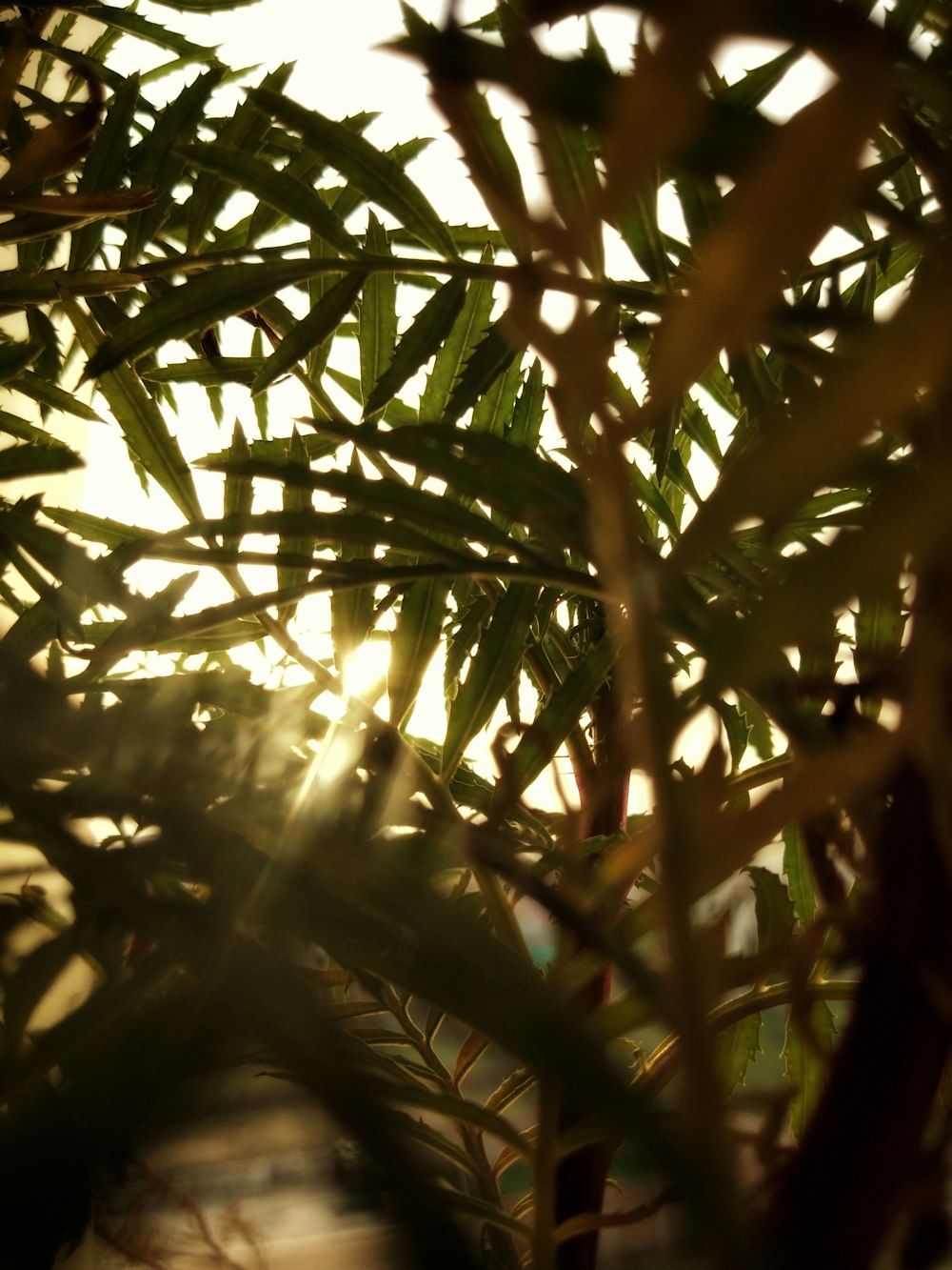 sun rays through green-leafed plant