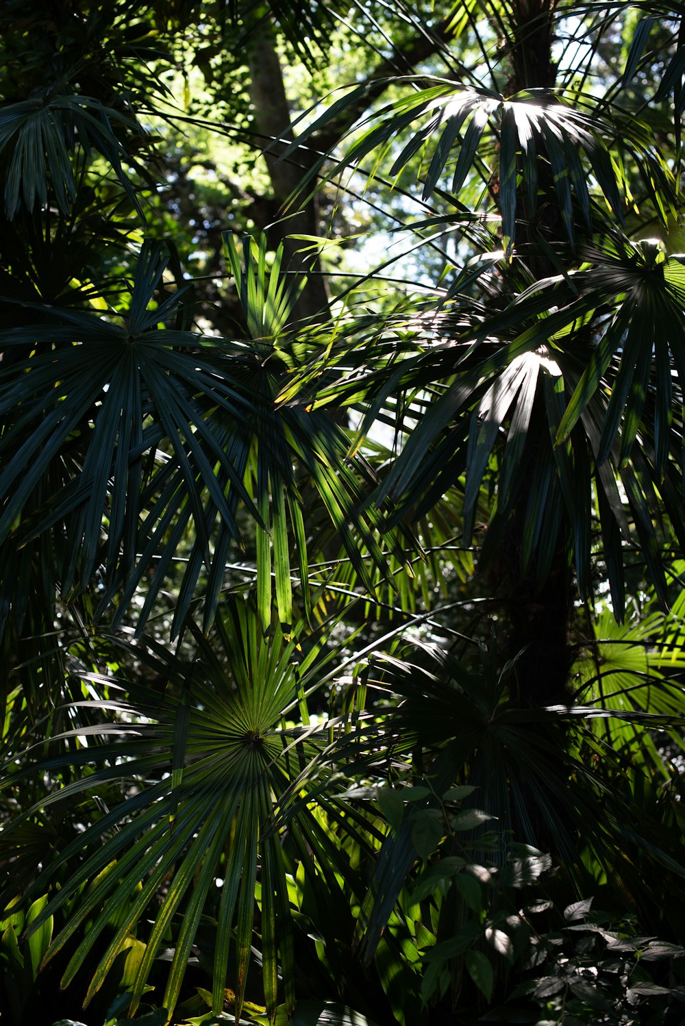 green fan palm tree