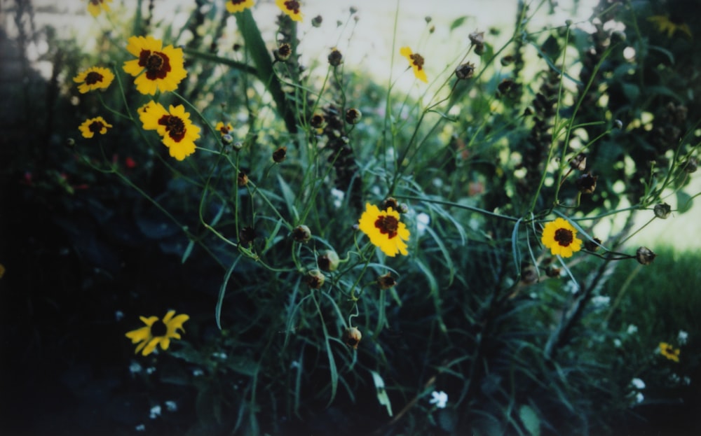 blooming yellow and brown daisy flowers