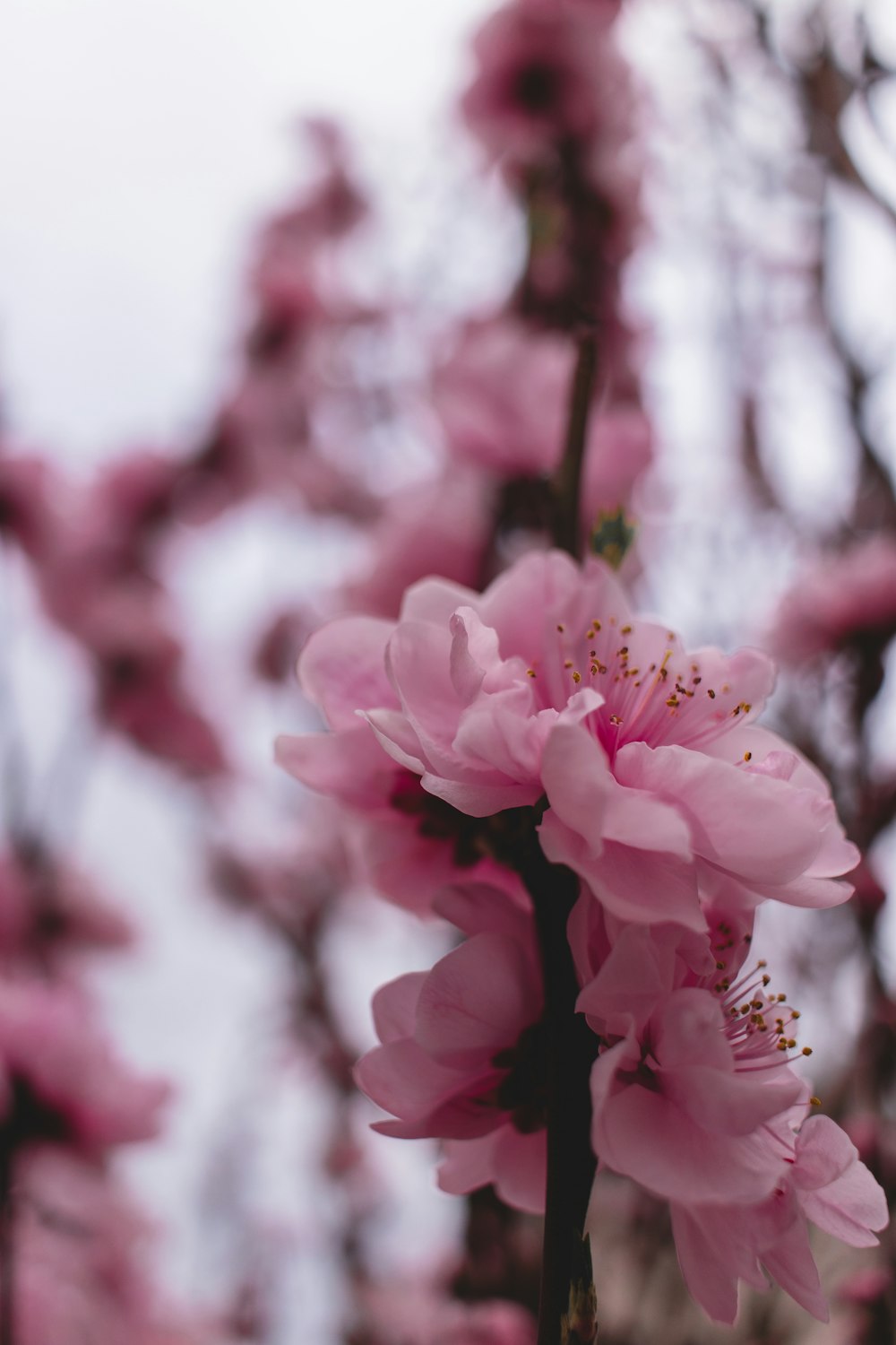 closeup photography pf pink-petaled flower