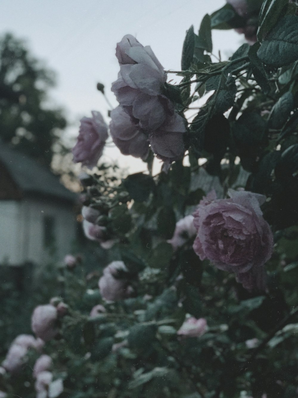 pink petaled flowers during daytime