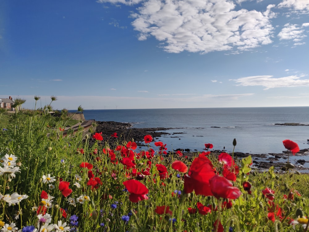 blooming red poppy flowers viewing sea under blue and white skies