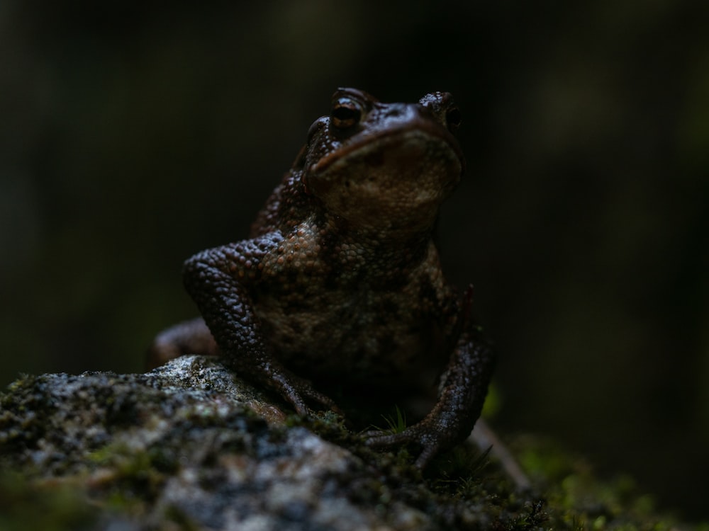 low angle photo of frog