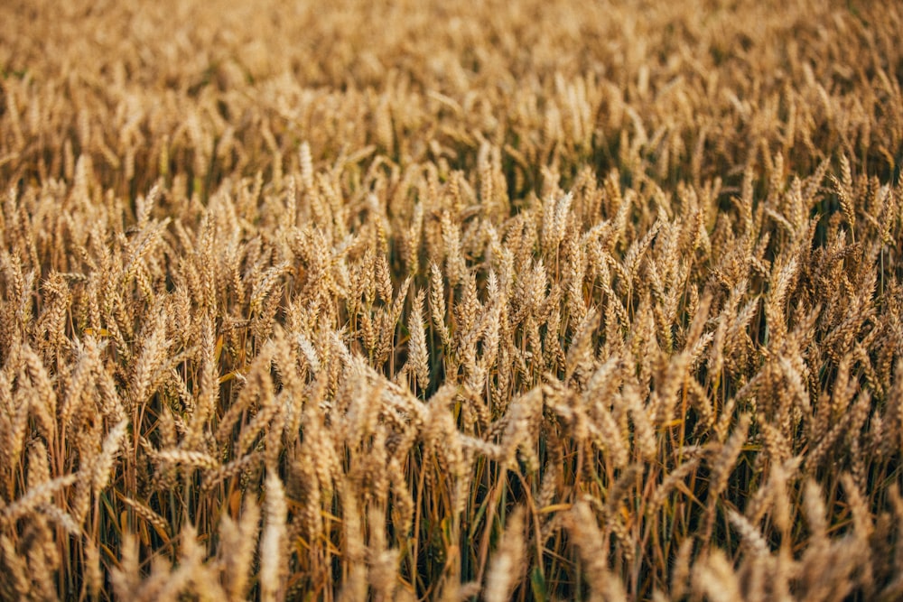 Champ de blé brun