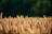 A field of ripe golden wheat with tall stalks and full heads, set against a backdrop of lush green foliage. The wheat is bathed in warm sunlight, giving a sense of abundance and growth.
